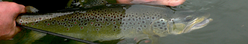 Terenzio silk lines